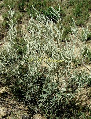   Plant